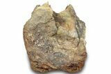 Hadrosaur (Edmontosaurus) Vertebra Centrum - Montana #316917-2